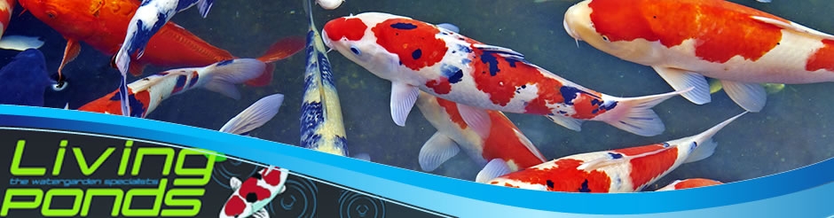 Koi 