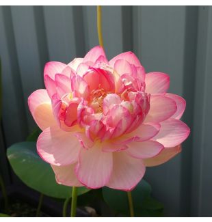 WATER PLANTS - LOTUS LILY ( PINK ) $42.95