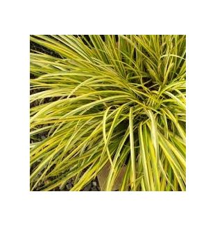 WATER PLANTS - ACORUS OGON $12.95
