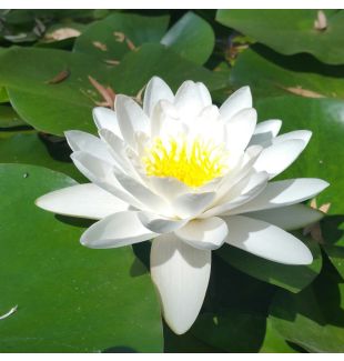 ALBIDA - HARDY WATER LILY $34.95