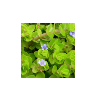 WATER PLANTS - BACOPA CAROLINIANA $12.95