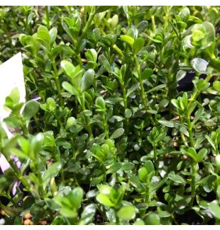 WATER PLANTS - BACOPA MONIERRE $12.95