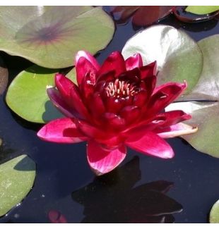 BLACK PRINCESS - HARDY WATER LILY PREMIUM $42.95