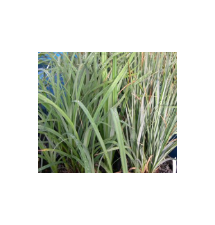 WATER PLANTS - BLUE RUSH $12.95