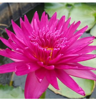 BULLSEYE - TROPICAL WATER LILY PREMIUM $59.95