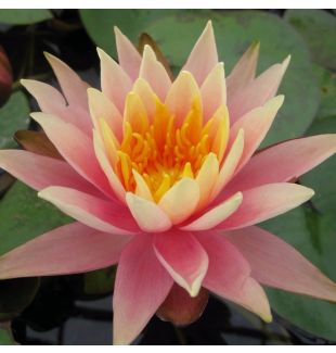 COLORADO - HARDY WATER LILY PREMIUM $42.95