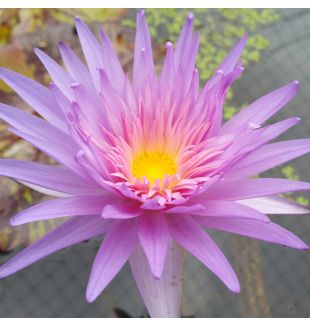 FIREFOX- TROPICAL WATER LILY PREMIUM $59.95