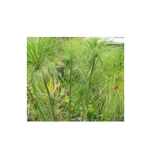 WATER PLANTS - GIANT PAPYRUS ( L ) $59.95