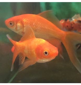 GOLDFISH MIXED ( 20cm to 25cm )  - $65.00