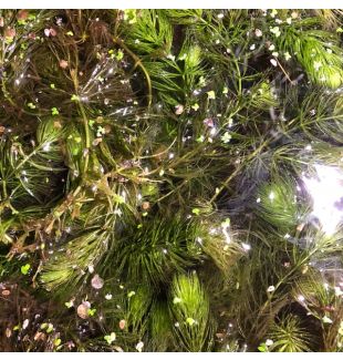 WATER PLANTS - HORNWORT $8.95 PER SERVE