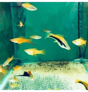 FISH - SWORDTAILS