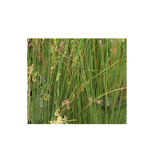 WATER PLANTS - JUNCUS RUSH $12.95