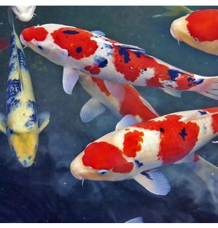 KOI VARIETY - $500 