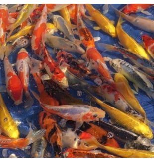 KOI VARIETY - $16.00