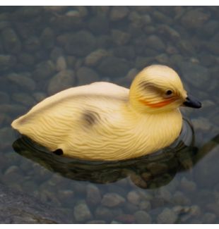 BERMUDA - FLOATING DUCKLING