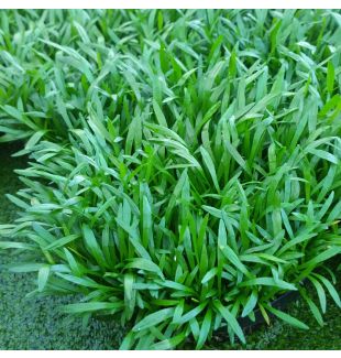 WATER PLANTS - LILAEOPSIS GRASS $12.95