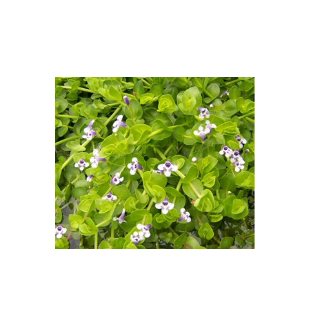 WATER PLANTS - MONEYWORT $12.95