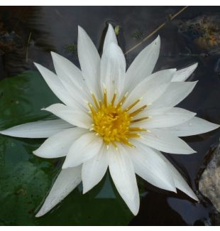 MRS PRING - TROPICAL WATER LILY $44.95