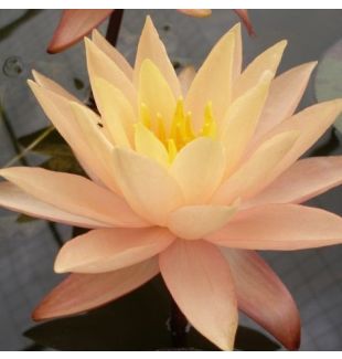 KARLEEN HARDER - HARDY WATER LILY $34.95