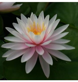 PEARL OF THE POOL - HARDY WATER LILY $34.95