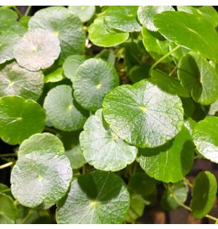 WATER PLANTS - PENNYWORT $12.95