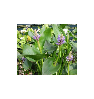 WATER PLANTS - PICKEREL RUSH $12.95