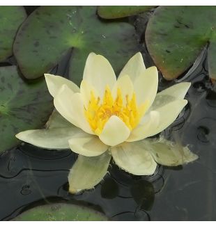HELVOLA - HARDY WATER LILY PREMIUM $42.95