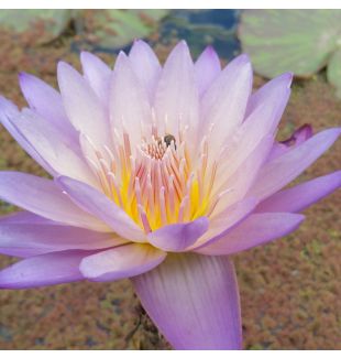 SOUTHERN CHARM - TROPICAL WATER LILY PREMIUM $59.95