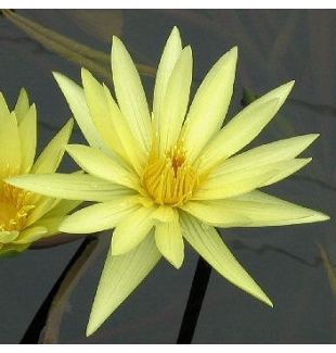 ST LOUIS GOLD - TROPICAL WATER LILY $44.95