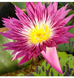 TROPICAL PUNCH - TROPICAL WATER LILY PREMIUM $59.95