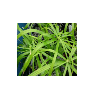 WATER PLANTS - UMBRELLA GRASS $12.95