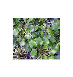 WATER PLANTS - VILLARSIA $12.95