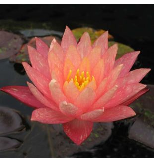 WANVISA - HARDY WATER LILY PREMIUM $42.95