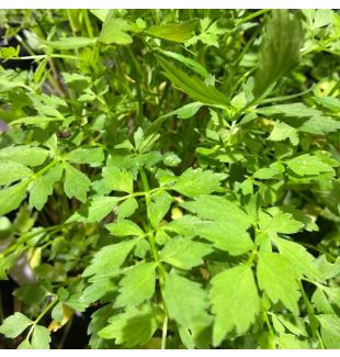 WATER PLANTS - WATER PARSLEY $12.95