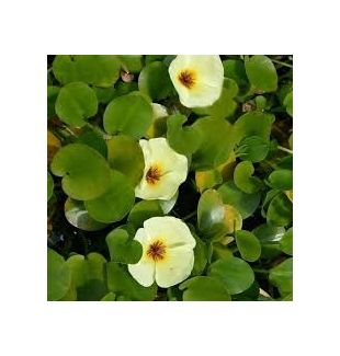 WATER PLANTS - WATER POPPY $15.95