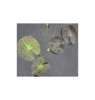 WATER PLANTS - WATER FRINGE $15.95