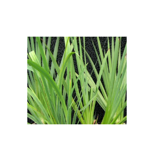 WATER PLANTS - WATER IRIS $12.95