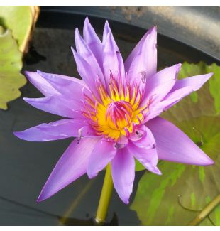 WILLIAM MACLAINE - TROPICAL WATER LILY $44.95