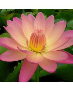 AFTERGLOW - TROPICAL WATER LILY PREMIUM $59.95