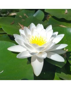 ALBIDA - HARDY WATER LILY $34.95