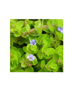 WATER PLANTS - BACOPA CAROLINIANA $12.95