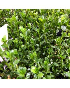 WATER PLANTS - BACOPA MONIERRE $12.95