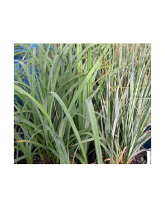 WATER PLANTS - BLUE RUSH $12.95