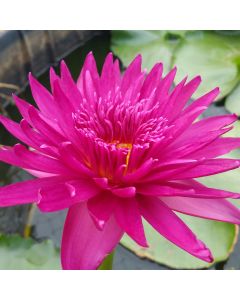 BULLSEYE - TROPICAL WATER LILY PREMIUM $59.95