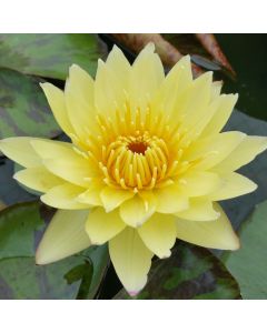 CARLAS SONSHINE - TROPICAL WATER LILY PREMIUM $59.95