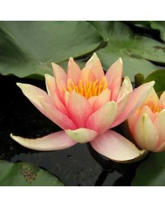 COMANCHE - HARDY WATER LILY $34.95