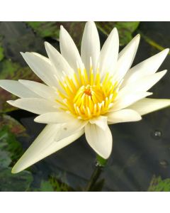 CRYSTAL - TROPICAL WATER LILY PREMIUM $59.95