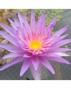 FIREFOX- TROPICAL WATER LILY PREMIUM $59.95