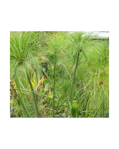 WATER PLANTS - GIANT PAPYRUS ( L ) $59.95