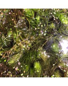 WATER PLANTS - HORNWORT $8.95 PER SERVE